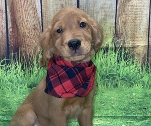 Golden Retriever Puppy for sale in STIGLER, OK, USA