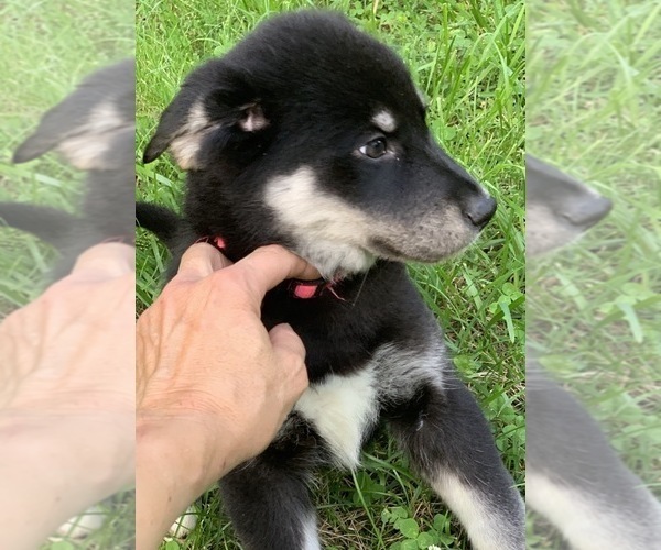 Medium Photo #3 Goberian Puppy For Sale in MORGANTOWN, IN, USA