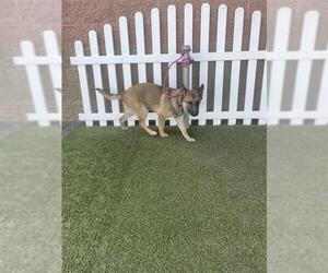 German Shepherd Dog Dogs for adoption in Modesto, CA, USA