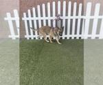 Small German Shepherd Dog