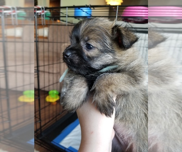 Medium Photo #1 Pom-A-Nauze Puppy For Sale in CANBY, OR, USA