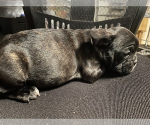 French Bulldog Puppy for sale in TOWSON, MD, USA