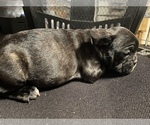 Small Photo #1 French Bulldog Puppy For Sale in TOWSON, MD, USA