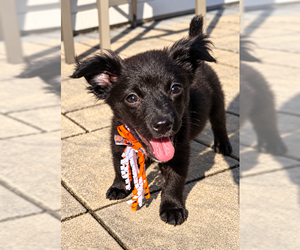 Nyx - Male Shih Tzu-Unknown Mix Dog for Adoption - Photo #2