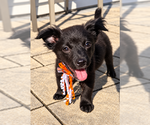 Small Photo #2 Shih Tzu-Unknown Mix Puppy For Sale in Plainfield, IL, USA