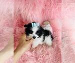 Small #1 Maltipom
