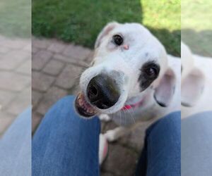 Pointer-Unknown Mix Dogs for adoption in Kennesaw, GA, USA