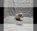 Small Photo #5 Maltipoo Puppy For Sale in BROOKFIELD, MO, USA