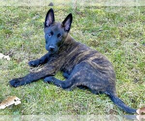 American Pit Bull Terrier-Dutch Shepherd  Mix Dogs for adoption in Bellingham, WA, USA