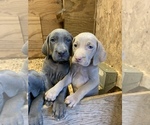 Small Photo #1 Weimaraner Puppy For Sale in PAOLI, IN, USA