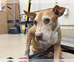 BUDDY - Male American Staffordshire Terrier-Unknown Mix Dog for Adoption - Small photo