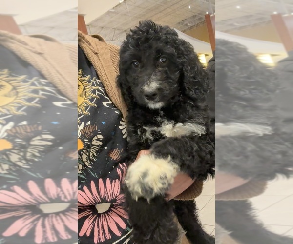 Medium Photo #1 Goldendoodle Puppy For Sale in CLARKSVILLE, TN, USA