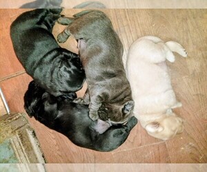 Labrador Retriever Litter for sale in DES MOINES, IA, USA