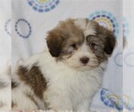 Small Photo #4 Havanese Puppy For Sale in DANVILLE, PA, USA