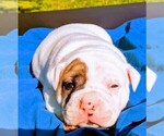Small Photo #11 American Bulldog Puppy For Sale in MILLS RIVER, NC, USA