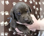 Small Photo #2 Labrador Retriever Puppy For Sale in SENECA FALLS, NY, USA