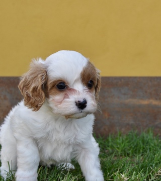 Medium Photo #14 Cavapoo Puppy For Sale in PHOENIX, AZ, USA