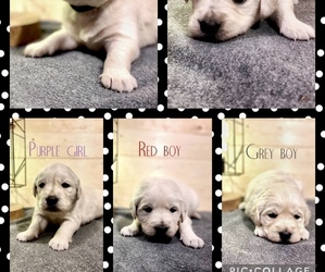 English Cream Golden Retriever Puppy for sale in CARROLLTON, OH, USA