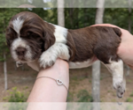 Puppy Juniper English Springer Spaniel