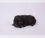 Puppy 2 French Bulldog