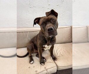 Bullypit Dogs for adoption in Marina Del Rey, CA, USA
