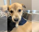 Small Australian Shepherd Mix