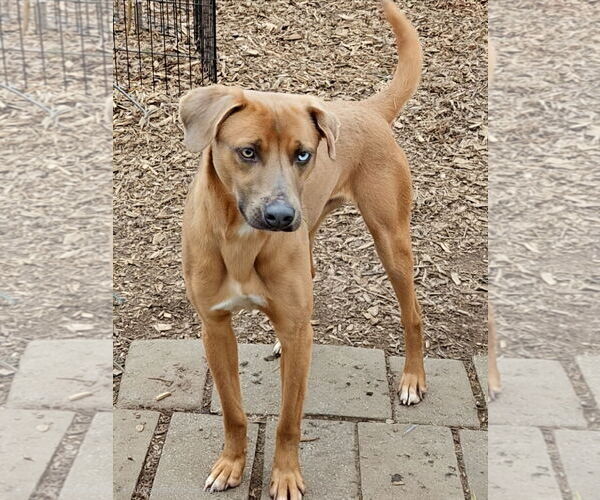 Medium Photo #5 Jack-A-Bee Puppy For Sale in Bloomingdale, NJ, USA