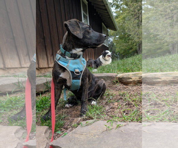 Medium Photo #4 Mutt Puppy For Sale in Hinton, WV, USA
