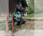 Small Photo #4 Mutt Puppy For Sale in Hinton, WV, USA