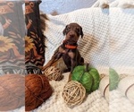 Small Photo #2 Doberman Pinscher Puppy For Sale in BRIMFIELD, IL, USA