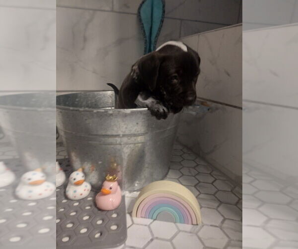 Medium Photo #2 Labrador Retriever-Unknown Mix Puppy For Sale in oakland, FL, USA