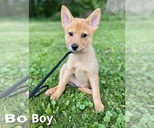 Finnish Spitz Puppy for sale in MONCLOVA, OH, USA