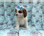 Small #5 Cavapoo (Miniature)