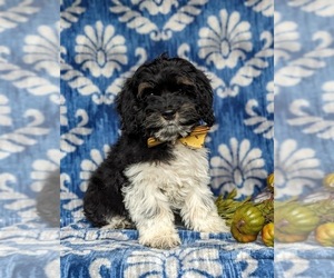 Cockapoo Puppy for sale in NOTTINGHAM, PA, USA