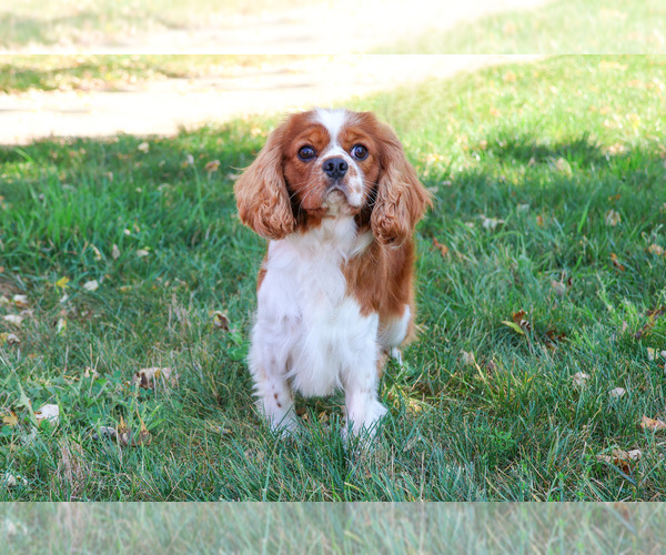 Medium Photo #6 Cavalier King Charles Spaniel Puppy For Sale in SYRACUSE, IN, USA