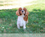 Small #5 Cavalier King Charles Spaniel