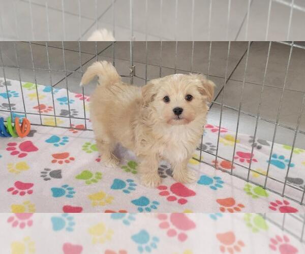 Medium Photo #1 Havanese Puppy For Sale in ORO VALLEY, AZ, USA