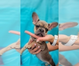 French Bulldog Puppy for sale in TAMPA, FL, USA