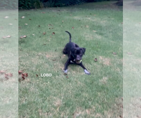 Medium Photo #7 Labrador Retriever-Unknown Mix Puppy For Sale in Woodland Hills, CA, USA