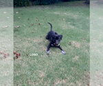 Small #6 Labrador Retriever Mix