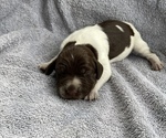 Puppy 2 Brittany-German Shorthaired Pointer Mix