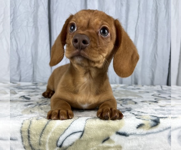 Medium Photo #6 Dachshund Puppy For Sale in GREENWOOD, IN, USA