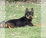 Small #4 Mutt