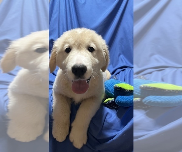 Medium Photo #1 Golden Labrador Puppy For Sale in LIVE OAK, FL, USA