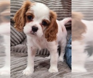 Cavalier King Charles Spaniel Puppy for sale in HENDERSON, NV, USA
