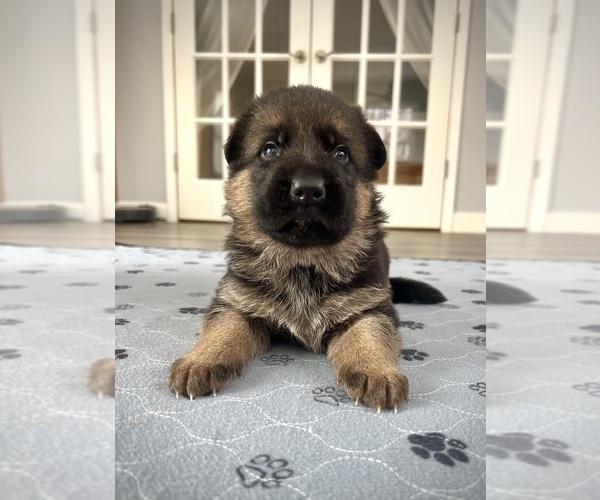 Medium Photo #2 German Shepherd Dog Puppy For Sale in MAPLE GROVE, MN, USA