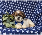 Small Photo #5 Shih Tzu Puppy For Sale in OXFORD, PA, USA