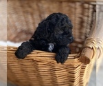 Puppy 2 Havanese-Poodle (Toy) Mix