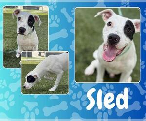 American Staffordshire Terrier Dogs for adoption in Pearland, TX, USA