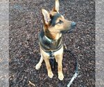 Small Photo #3 German Shepherd Dog-Unknown Mix Puppy For Sale in Sequim, WA, USA
